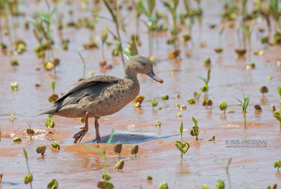 Madagaskartaling - Bernier's Teal - Anas bernieri