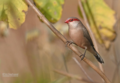 Napoleonnetje - Black-rumped Waxbill - Estrilda troglodytes