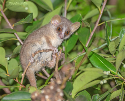 Dwergmuismaki - Grey Mouse Lemur - Microcebus Murinus