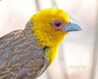 Sakalavawever - Sakalava Weaver - Ploceus sakalava