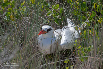 Roodstaartkeerkringvogel - Red-tailed Tropicbird - Phaethon rubricauda rubricauda