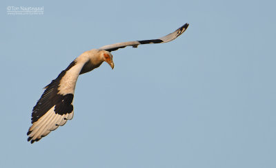 Palmgier - Palm-nut vulture - Gypohierax angolensis