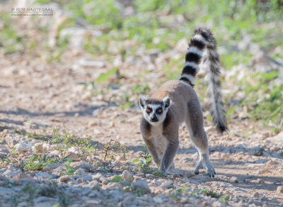 Ringstaartmaki - Ring-tailed lemur - Lemur catta