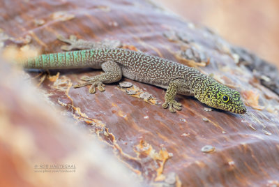Standings dag Gecko - Standing's day Gecko - Phelsuma standingi