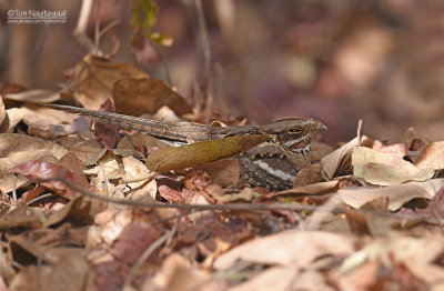 Langstaart nachtzwaluw - Long-tailed Nightjar - Caprimulgus climacurus