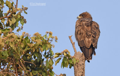 Savanne Arend - Twany Eagle - Aquila rapax