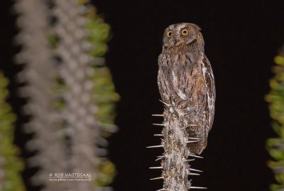 Westelijke Madagaskardwergooruil - Torotoroka Scops-Owl - Otus madagascariensis