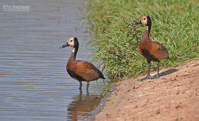 Witwang fluiteend - White-faced whistling duck - Dendrocygna viduata