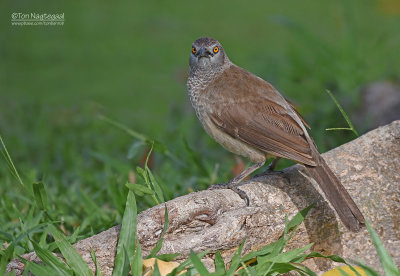 Sahelbabbelaar - Brown Babbler - Turdoides plebejus