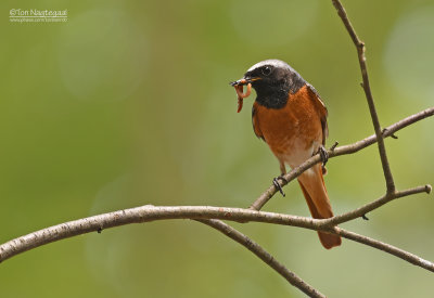 Gekraagde roodstaart - Common redstart - Phoenicurus phoenicurus