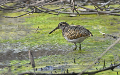 Goudsnip - Greater Painted-snipe - Rostratula benghalensis