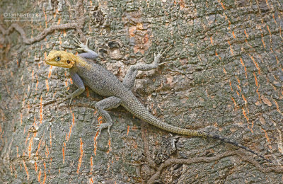 Agama hagedis - Agama lizard - Agama agama