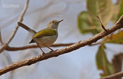 Blaatcamaroptera - Gray-backed Camaroptera - Camaroptera brevicaudata 