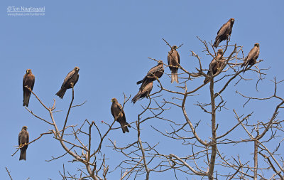 Zwarte wouw - Black kite - Milvus migrans - Geelsnavel wouw - Yellow billed kite - Milvus migrans parasitus
