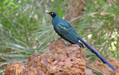 Groene langstaartglansspreeuw - Long-tailed Glossy Starling - Lamprotornis caudatus