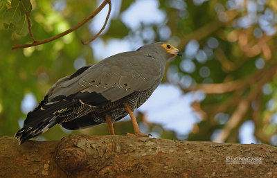 Kaalkopkiekendief - African Harrier Hawk - Polyboroides typus