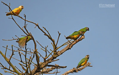 Bont boertje - Senegal Parrot - Poicephalus senegalus0