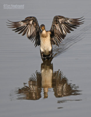 Afrikaanse dwergaalscholver - Long-tailed Cormorant - Microcarbo africanus