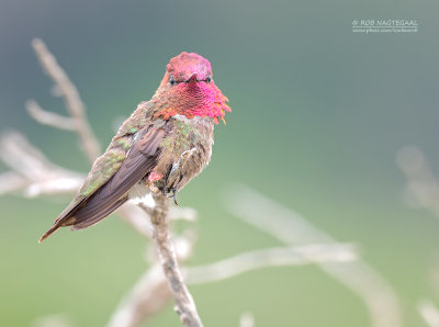 Anna's Kolibrie - Anna's Hummingbird - Calypte anna