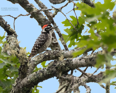 Nuttalls specht - Nuttall's woodpecker - Dryobates nuttallii
