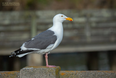 Californische Meeuw - Western Gull - Larus occidentalis