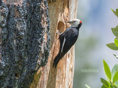 Witkopspecht - White-headed Woodpecker - Picoides albolarvatus 