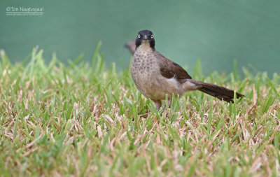 Zwartkapbabbelaar - Blackcap babbler - Turdoides reinwardtii