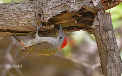 Grijsgroene Specht - Grey woodpecker - Mesopicos goertae