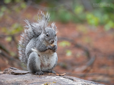 Westelijke grijze eekhoorn - Western gray squirrel - Sciurus griseus
