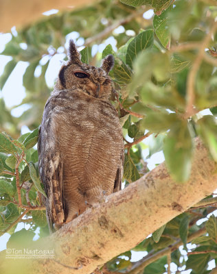 Grijze oehoe - Greyish Eagle-owl - Bubo cinerascens