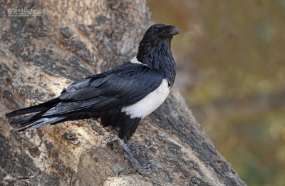 Schildraaf - Pied Crow - Corvus albus
