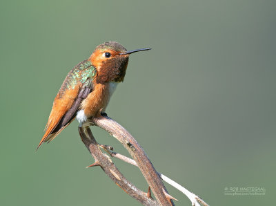 Allens Kolibrie - Allen's Hummingbird - Selasphorus sasin sasin