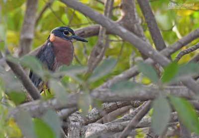 Witrugkwak - White-backed Night-heron - Gorsachius leuconotus