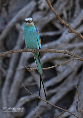 Sahelscharrelaar - Abyssinian Roller - Coracias abyssinicus