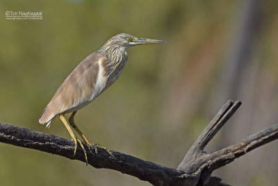 Ralreiger - Squacco Heron, Ardeola ralloides