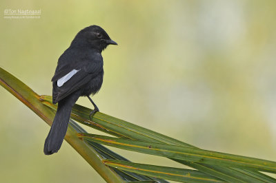 Senegalese drongovliegenvanger - Northern black flycatcher - Melaenornis edolioides