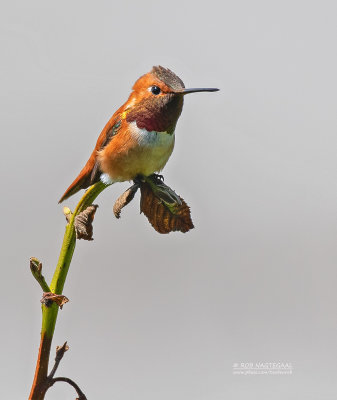 Rosse Kolibrie - Rufous Hummingbird - Selasphorus rufus