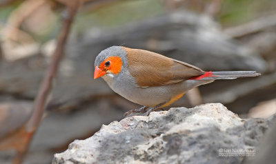 Oranjekaakje - Orange-cheeked Waxbill - Estrilda melpoda