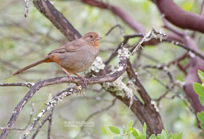 Californische Towie - California Towhee - Kieneria crissalis