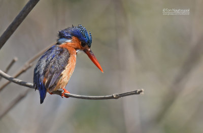 Malechiet ijsvogel - Malachite kingfisher - Alcedo cristata