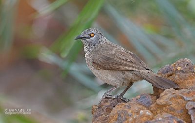 Sahelbabbelaar - Brown Babbler - Turdoides plebejus