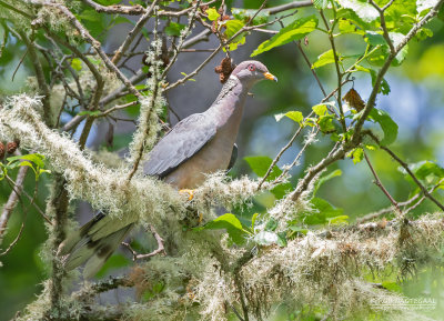 Bandstaartduif - Band-tailed Pigeon - Patagioenas fasciata