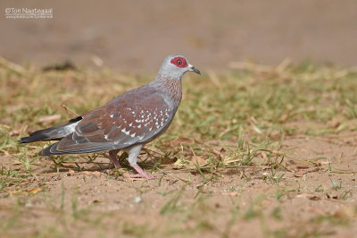 Guineaduif - Speckled Pigeon - Columba guinea