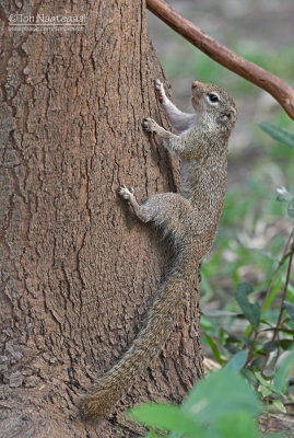 Kleine zonne-eekhoorn - Gambian sun squirrel - Heliosciurus gambianus