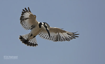 Bonte ijsvogel - Pied Kingfisher - Ceryle rudis