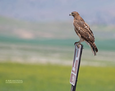 Roodstaartbuizerd - Red-tailed Hawk - Buteo jamaicensis