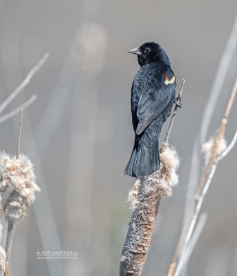 Driekleurtroepiaal - Tricolored Blackbird - Agelaius tricolor