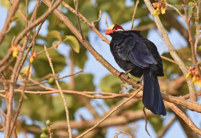 Violette toerako - Violet Turaco - Musophaga violacea