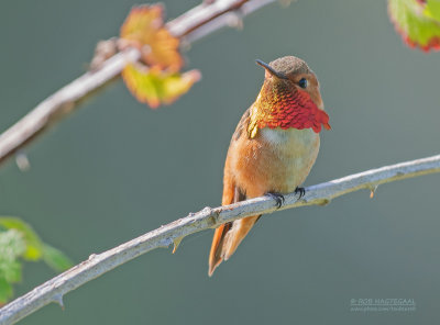 Allens Kolibrie - Allen's Hummingbird - Selasphorus sasin