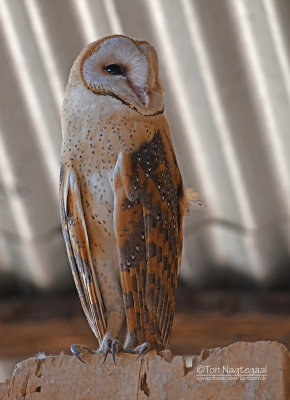 Westelijke Kerkuil - Western barn owl - Tyto alba